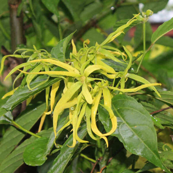 Ylang-Ylang