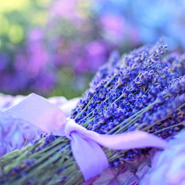 Lavendel