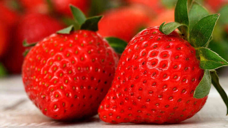Erdbeeren: Das gesunde und beliebteste Früchtchen